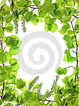 Frame of green asp leafage;