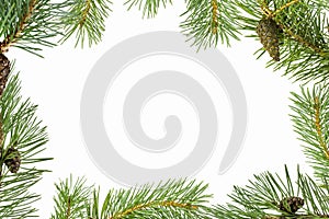 Frame of green coniferous tree with cones, white background