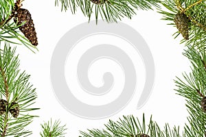 Frame of green coniferous tree with cones, white background
