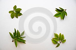 Frame of green fresh leaves.Spring frame.environment