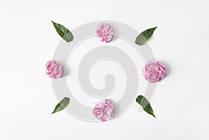 Frame of green leaves and pink flower buds isolated on a white background. Place for text. Flat lay. Top view. mock up