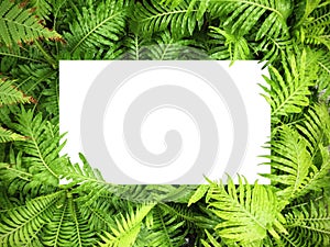 Frame of Green leaves on white background with center space,