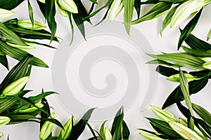 A frame of green lilies on white background. Floral flat lay, top view, copy space