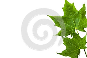 Frame, green maple leaves on white background, isolate