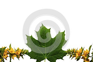 Frame, green maple leaves on white background, isolate