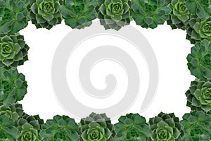 frame from green succulents with white background copy space