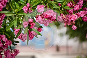 Frame from a hanging branch of a blooming pink flowers of oleander tree with green foliage