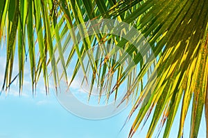 Frame from Hanging Large Round Spiky Palm Tree Leaves on Clear Blue Sky Background. Golden Sun Light. Tropical Vacation Traveling