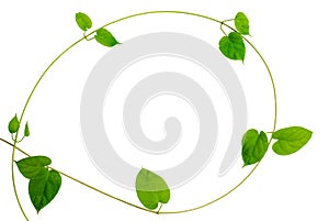 Frame of heart-shaped green leaf vine on white background