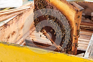 Frame with honeycomb with bees above the beehive