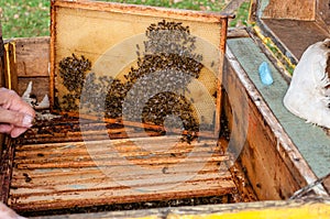 Frame with honeycomb with bees in the opened beehive