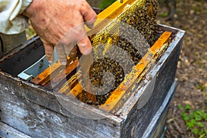 A frame of honeycomb full of bees removed from beehive.