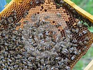 A frame of honeycomb with working bees