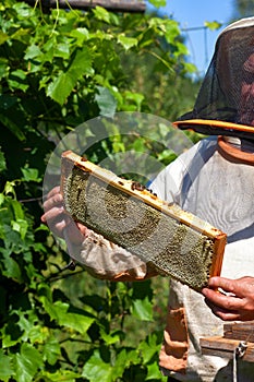 Frame with honeycombs with honey in the beekeeper's hands