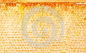 Frame with honeycombs, honey flows down. Honeycomb background