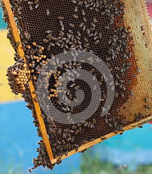 Frame with honeycombs and a lot of creeping bees