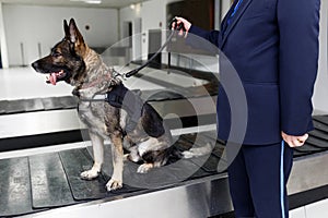 Frame image of a dog detecting drugs at the airport sitting next to the customs guard, holding his paw