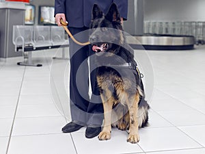 Frame image of a dog for detecting drugs at the airport standing near the customs guard.