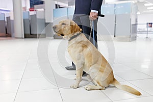 Frame image of a Labrador dog looking at camera, for detecting drugs at the airport standing near the customs guard