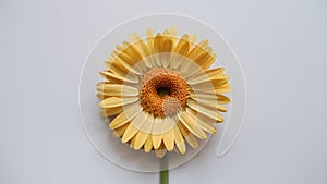 Frame Isolated yellow daisy flower captures attention on white backdrop
