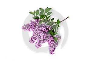 Frame of lilac flowers isolated on white background