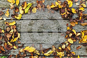 Frame made of autumn dried leaves on old dark wooden vintage background, barn board with moss. Autumn background composition. Fall