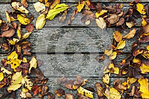 Frame made of autumn dried leaves on old dark wooden vintage background, barn board with moss. Autumn background composition. Fall