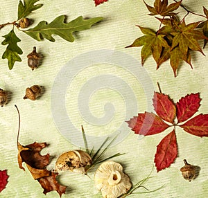 Frame made of autumn leaves, acorns and forest mushrums