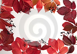 The frame is made of berries and red leaves of Parthenocissus Planch on a white background.