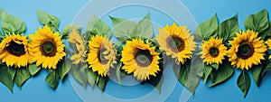 Frame made of blooming sunflowers with green leaves on blue background with copy space photo