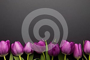 Frame made of colorful purple tulips on dark background. Top view, copy space for your text