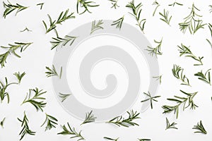 Frame made of fresh rosemary on white background