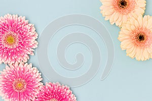 Frame made of gerbera flowers on a blue background.