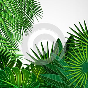 Frame made of leaves on a white background. Jungle tropical