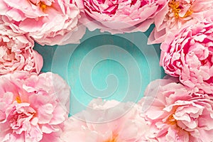 Frame made of pink peony flowers on blue background. Flower composition. Top view with copy space. Flat lay