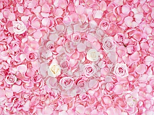 Frame made of pink rose petals