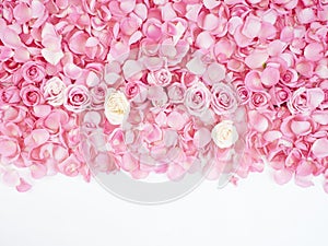 Frame made of pink rose petals