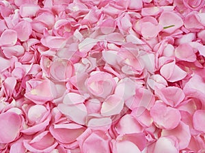 Frame made of pink rose petals