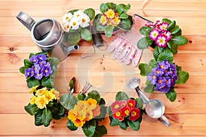 Frame made of primula flowers, gardening tools, garden gloves and watering cans on wooden background