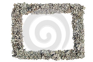 Frame made of reindeer grey moss. Isolated