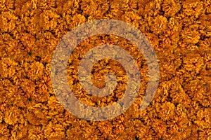 Frame made of Tagetes erecta called specific tagete, and known in Mexico as cempasÃÂºchil, cempoalxÃÂ³chitl, cempaxÃÂ³chitl, photo