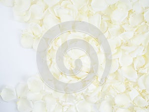 Frame made of white rose petals