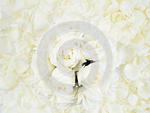 Frame made of white rose petals