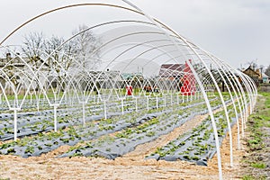 Frame of a modern greenhouse for growing vegetables