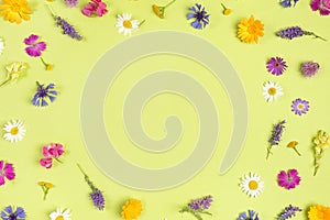 Frame from natural colorful wild flowers on a green background with copy space. Spring, summer boarder for your design