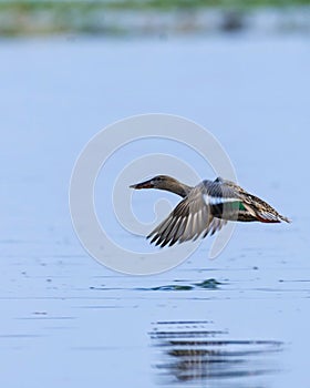???????? . . In Frame : Northern shoveler & Shot on Nikon d7500 with 200-500 mm. . Exif A: 6.3 S: 800 ISO: 400 . . . Follow for mo photo