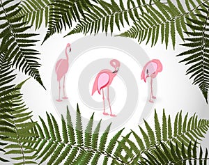 Frame from Palm Leaf with White Background. Vector