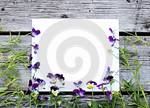 Frame with pansy flowers. Flowers composition. Mock up with plants. Flat lay with flowers on white table.