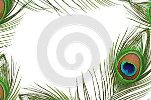 Frame of peacock feather eye