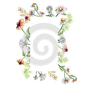 Frame of phytotherapy flowers in watercolor isolated on white. Medicinal meadow plants chamomile, achillea millefolium